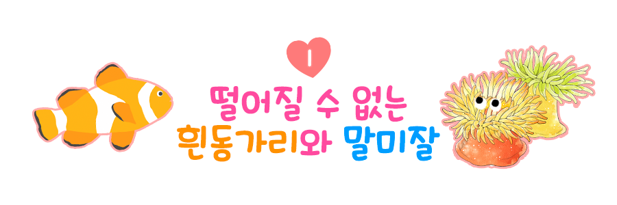 1 떨어질 수 없는 흰동가리와 말미잘