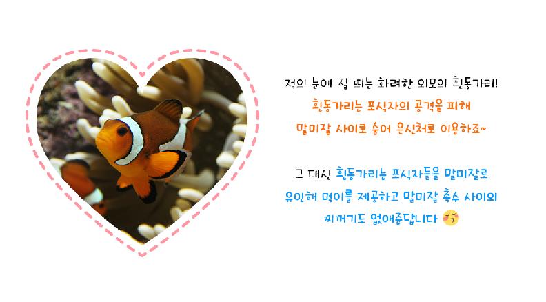 적의 눈에 잘 띄는 화려한 외모의 흰동가리! 흰동가리는 포식자의 공격을 피해 말미잘 사이로 숨어 은신처로 이용하죠~ 그 대신 흰동가리는 포식자들을 말미잘로 유인해 먹이를 제공하고 말미잘 촉수 사이의 찌꺼기도 없애준답니다