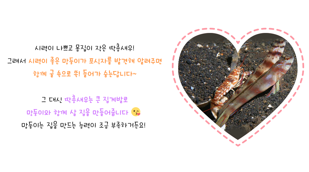 시력이 나쁘고 몸집이 작은 딱총새우! 그래서 시력이 좋은 망둥이가 포식자를 발견해 알려주면 함께 굴 속으로 쏙!들어가 숨는답니다~ 그 대신 딱총새우는 큰 집게발로 망둥이와 함께 살 집을 만들어줍니다 망둥이는 집을 만드는 능력이 조금 부족하거든요!