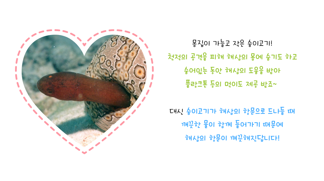 몸집이 가능고 작은 숨이고기! 천적의 공격을 피해 해삼의 몸에 숨기도 하고 숨어있는 동안 해삼의 도움을 받아 플랑크톤 등의 먹이도 제공 받죠~ 대신 숨이고기가 해삼의 항문으로 드나들 때 깨끗한 물이 함께 들어가기 때문에 해삼의 항문이 깨긋해진답니다.