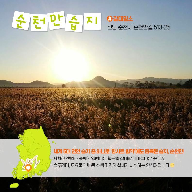 순천만습지 #갈대명소 전남 순청시 순천만길 513-25 세계 5대 연안 습지 중 하나로 람사르 협약 에도 등록된 습지 순천만! 광활한 갯벌과 바람에 일렁이는 황금빛 갈대밭이 아름도운 곳이죠 흑두러미, 도요물떼새 등 수백 마리의 철새가 서식하는 안식처랍니다.