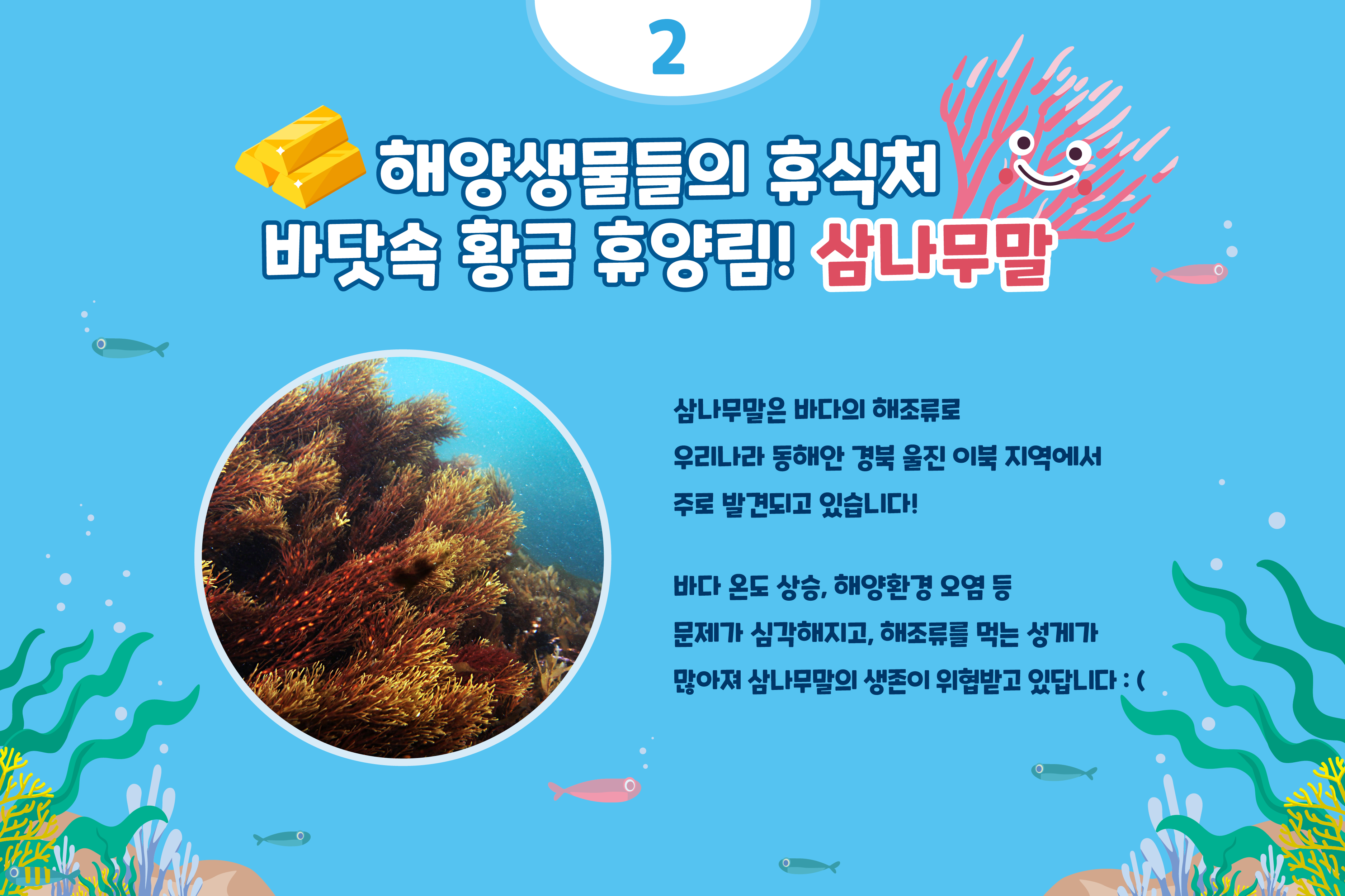 2 해양생물들의 휴식처 바닷속 항금 휴양림! 삼나무말 삼나무말은 바다의 해조류로 우리나라 동해안 경북 울진 이북 지역에서 주로 발견되고 있습니다! 바다 온도 상승, 해양환경 오염 등 문제가 심가해지고, 해조류를 먹는 성게가 많아져 삼나무말의 생존이 위협받고 있답니다 :(