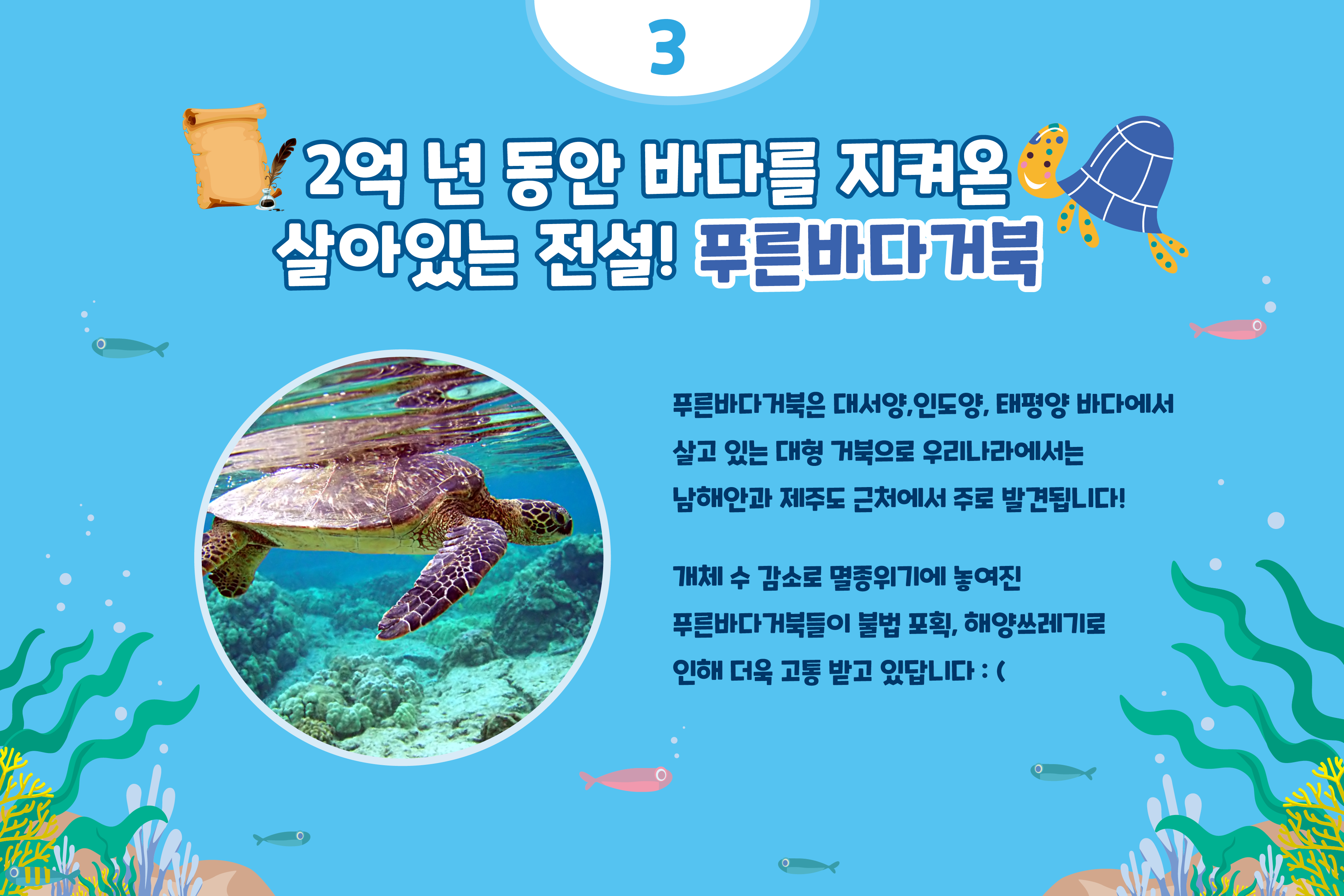 3 2억 년 동안 바다를 지켜온 살아있는 전설! 푸른바다거북 푸른바다거북은 대서양, 인도양, 태평양 바다에서 살고 있는 대형 거북으로 우리나라에서는 남해안과 제주도 근처에서는 주로 발견됩니다! 개체 수 감소로 멸종위기에 놓여진 푸른바다거북들이 불법 포획, 해양쓰레기로 인해 더욱 고통받고 있답니다:(