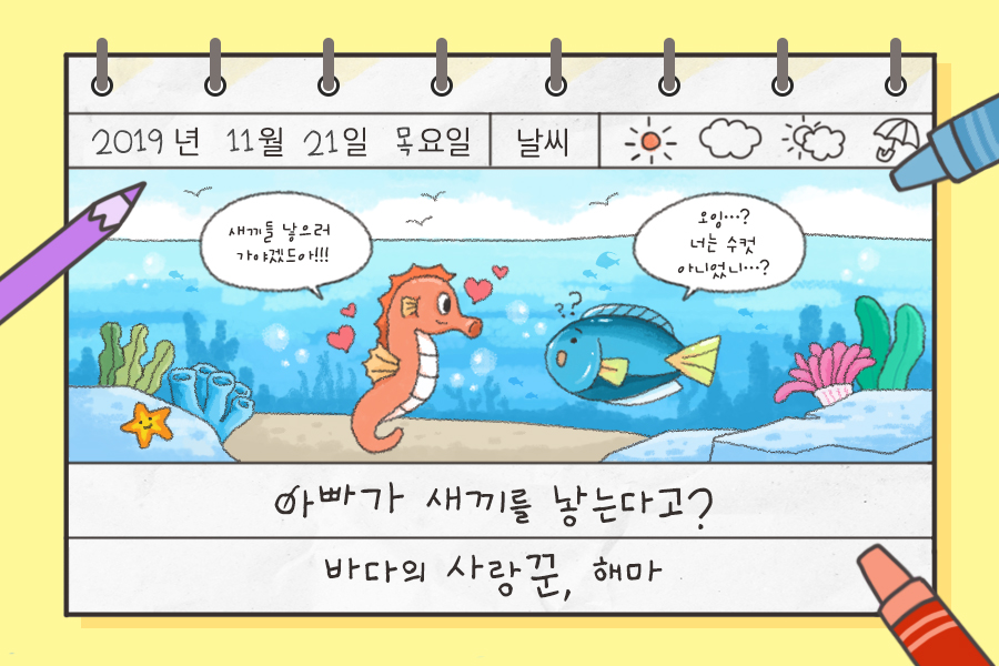 2019년 11월 21일 목요일 날씨 
새끼들 낳으러 가야겠드아!!! 오잉...? 너는 수컷 아니었니...?
아빠가 새끼를 낳는다고? 바다의 사랑꾼, 해마