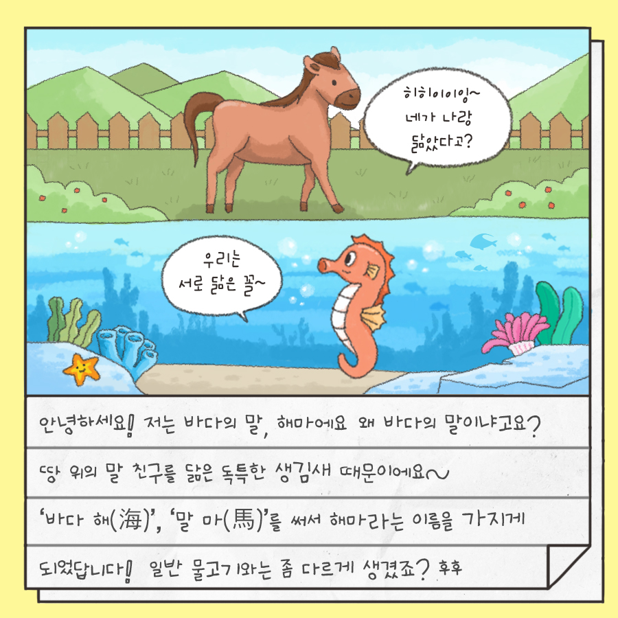 히히이이잉~ 네가 나랑 닮았다고? 우리는 서로 닮은 꼴~ 안녕하세요! 저는 바다의 말, 해마에요 왜 바다의 말이냐고요? 땅 위의 말 친구를 닮은 독특한 생김새 때문이에요~ '바다 해(海)','말 마(馬)'를 써서 해마라는 이름을 가지게 되었답니다! 일반 물고기와는 좀 다르게 생겼죠? 후후