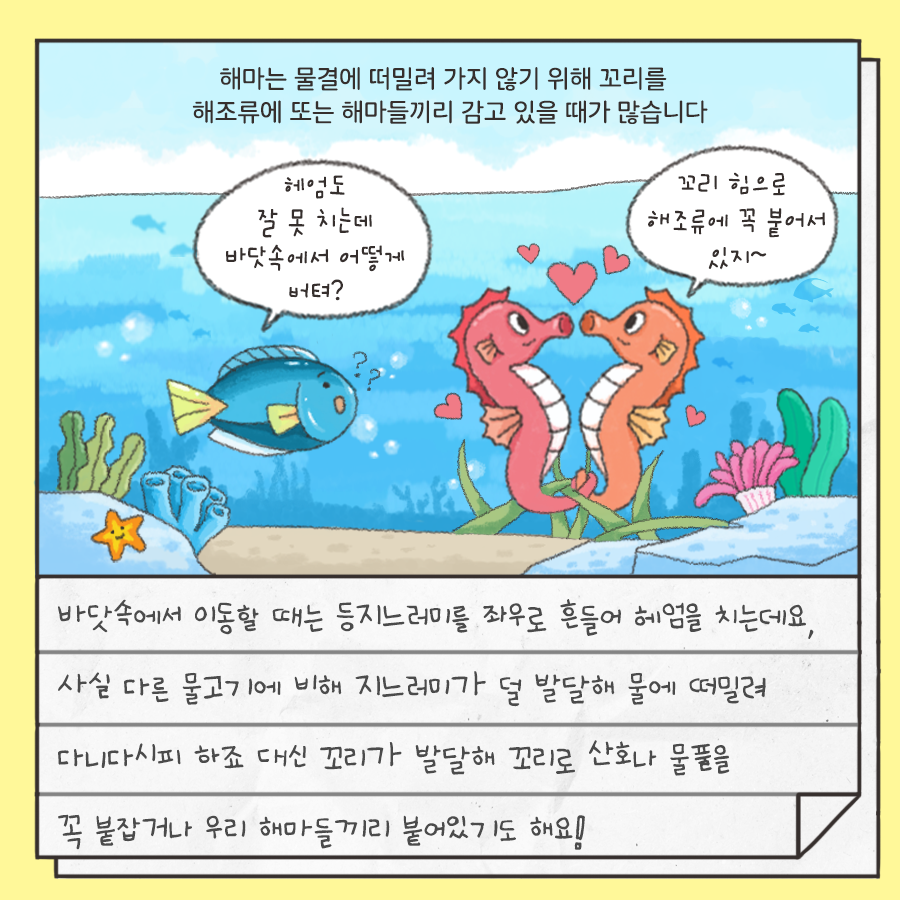 해마는 물결에 떠밀려 가지 않기 위해 꼬리를 해죠류에 또는 해마들끼리 감고 있을 때가 많습니다 헤엄도 잘 못치는데 바닷속에서 어떻게 버텨? 꼬리 힘으로 해조류에 꼭 붙어서 있지~ 바닷속에서 이동할 때는 등지느러미를 좌우러 흔들어 헤엄을 치는데요, 사실 다른 물고기에 비해 지르너미가 덜발달해 물에 떠밀려 다니다시피 하죠 대신 꼬리가 발달해 꼬리나 산호나 물풀은 꼭 붙잡거나 우리 해마들끼리 붙어있기도 해요!