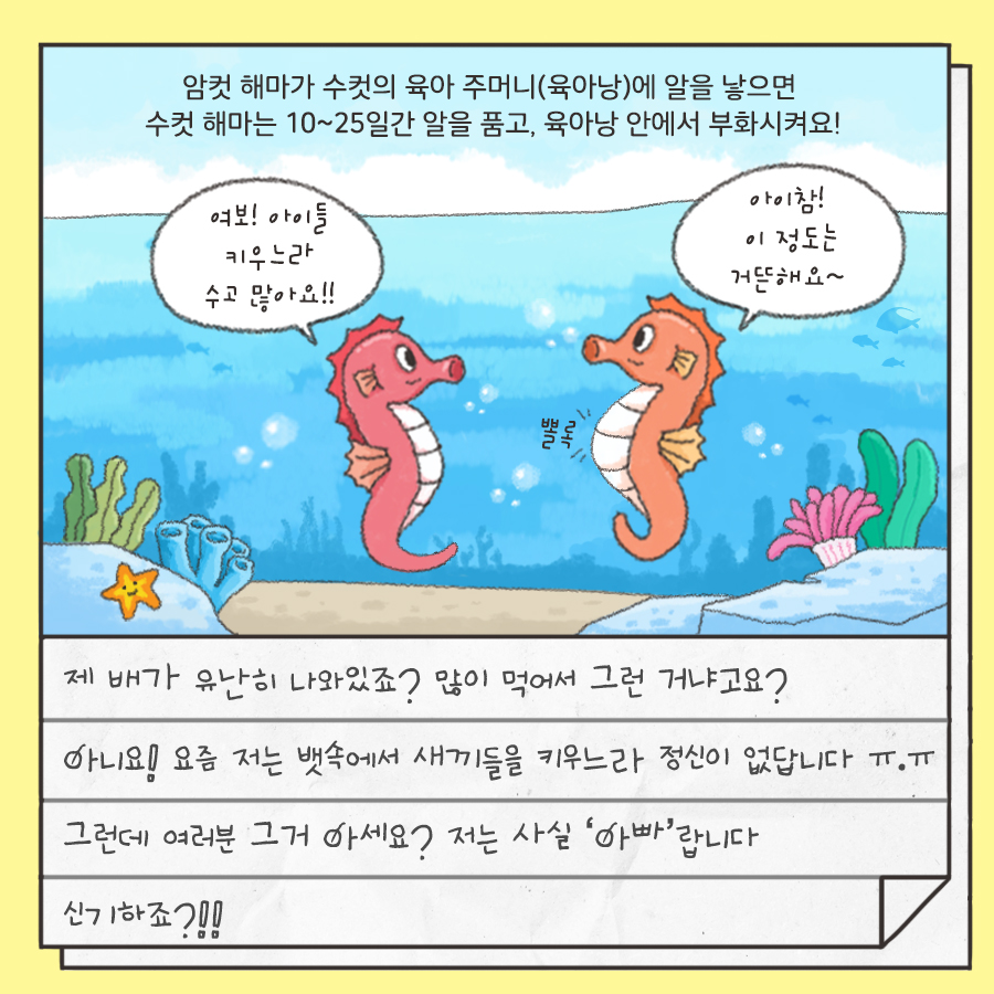 암컷 해마가 수컷의 육아주머니(육아낭)에 알을 낳으면 수컷 해마는 10~25일간 알을 품고, 육아낭 안에서 부화시켜요 저 배가 유난히 나와있죠? 먾아 먹어서 그런 거냐고요? 아니요! 요즘 저는 뱃속에서 새끼들을 키우느라 정신이 없답니다 ㅠㅠ 그런데 여러분 그거 아세요? 저는 사실 아빠'랍니다'신기하죠