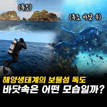 해양생태계의 보물섬 독도 바닷속 탐험! 이 맛에 일합니다!