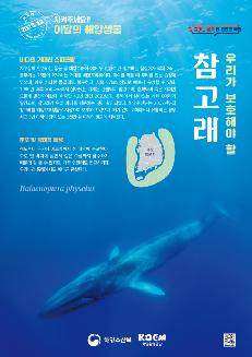 우리가 보호해야 할 참고래 바다의 거애한 스피드왕 지구상에 현존하는 동물 중 대왕고래에 이어 두번째로 큰 참고래는 몸길이가 최대 24m, 몸무게는 75톤에 육박하는 거대한 해양포유류이다. 먹이를 먹을 때 무리를 짓는 습성이 있으며, 매우 커다란 몸집에도 불구하고, 시속 37km 정도로 빠르게 유영할 수 있다. 1980년 이후 우리나라에서 살아있는 개체는 관찰되지 않았으며, 혼획되어 죽은 개체만 드물게 발견되어왔다. 하지만 42년 만인 2022년에, 동해에서 살아있는 개체 6마리가 발견되어, 참고래가 우리 바다를 방문하는 것이 확인되었다. 해양수산부는 2007년부터 참고래를 해양보호생물로 지정하여 보호하고 있으며, 허가없이 포획하거나 유통하는 경우 최고 3년 이하의 징역 또는 3천만 원 이하의 벌금에 처해진다. 분포 및 생태적 특성 적도부터 극지에 이르기까지 전 대양에 분포한다. 주로 먼 바다에 살면서 깊은 수심까지 잠수하기 때문에 잘 볼 수 없지만, 가끔 연안에도 접근하기에 우리나라 동해에서도 이따금 관찰된다. Balaenoptera physalus 참고래 2023.12 지켜주세요!! 이달의 해양생물 일잘하는 정부 더 편안한 국민 해양수산부 koem해양환경공단